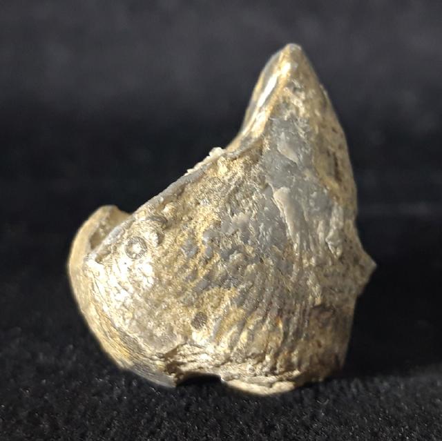 Syringothyris cf. cuspidata (MARTIN 1796) - Bild © FossNet FossilienStore